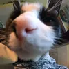 stonealex6