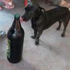 vargasa_gas_lp