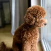 edi_the_minidog1