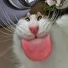 cucaiaccthu2