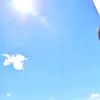 lichiepichie