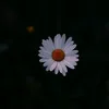hiiamdaisy