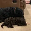 loopylou1012