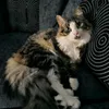 chazlinrocks