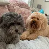pepper_pandora