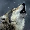 __wolf__6