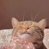 noobcat8888