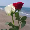 user862145786
