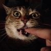 felinefan2025