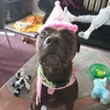 lunartherescuedogxo