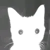 little_mad_skunk
