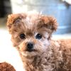 happypupplayandstay
