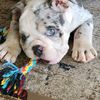 olliethebulldog0317