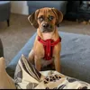oscarthepugglelondon