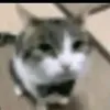 el_bacon_emo