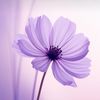 amethyst_lilac321