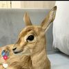 N🦌