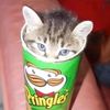 gato_pringle