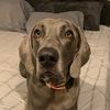 hanktheweim