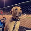 dog_and_chicken