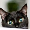catlady003