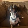 dogobsessed123