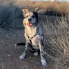 leiathecollieprincess