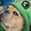 fillyfil_frenchie