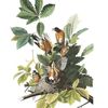 robin_birdsong
