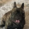 frenchiemomconnection4