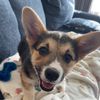 stormi_the_corgi