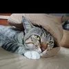 surisikucing