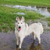 zenthehusky