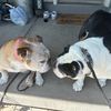 dogmomaf11