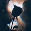 youngblackrose