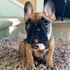dogofmischief_