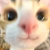 matchamint_27