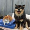 rupert_lapphund_puppy