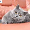 yenvi_1109