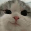 nrfrrsha