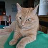 gail_ihave9lives