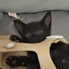 crazycat_93