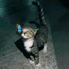meowmeowcantcatchmenow