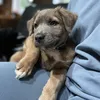 staffypupc