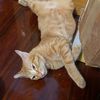 fernchilling
