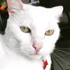 sarapigwhite