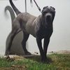leonino8