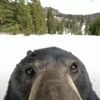 ztimadozz