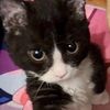 kitty_.meowmeow