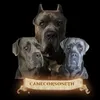 Canecorsoseth